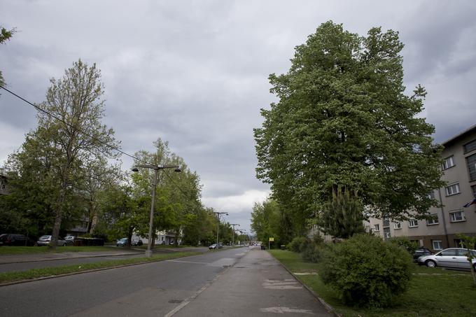 Litostrojska cesta, ki je nastala ob gradnji tovarne. | Foto: Urban Urbanc/Sportida