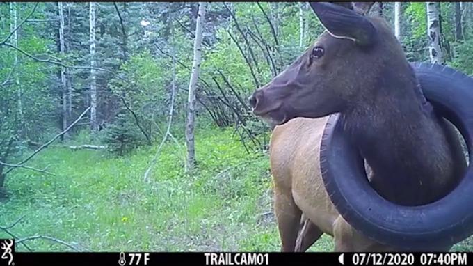 Ujele so ga kamere v parku, izledili pa so ga šele po dveh letih. | Foto: Colorado Parks Wildlife