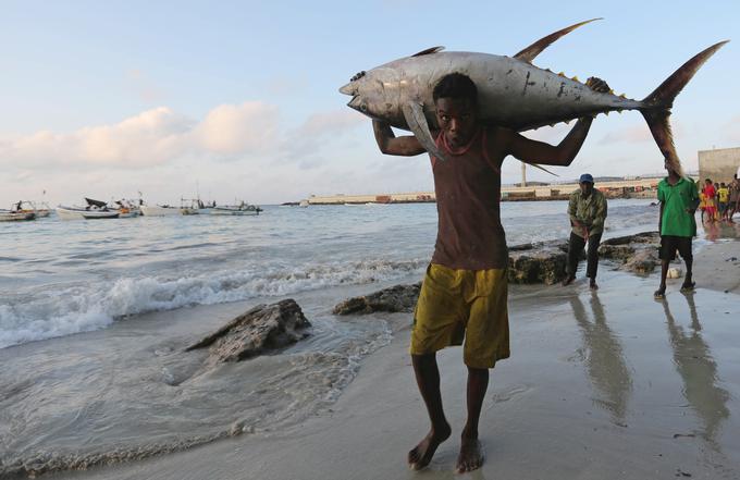 ocean morje ribe | Foto: Reuters