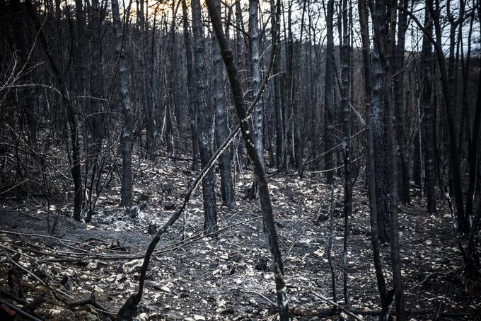 Vlada je 22. septembra lani potrdila končno oceno neposredne škode na stvareh zaradi posledic požara na območju notranjske in severnoprimorske regije, ki skupno znaša 26,87 milijona evrov. Ocena škode zajema tako škodo na kmetijskih zemljiščih, gozdovih, stavbah, gradbeno-inženirskih objektih, državnih cestah, energetiki, v lovstvu ter gospodarstvu. Ocenjena škoda na stvareh brez škode na državnih cestah, energetiki ter v lovstvu in gospodarstvu znaša 25,98 milijona evrov. | Foto: Bojan Puhek