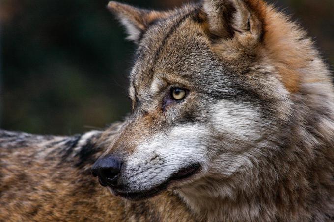 Volkovom je v nasprotju s številnimi sesalci uspelo preživeti zadnjo ledeno dobo.  | Foto: Guliverimage/Vladimir Fedorenko