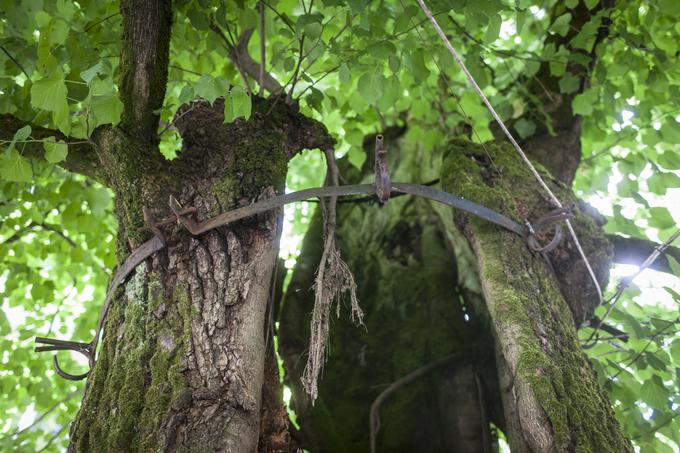 Ljubljanska lipa s svojim večstoletnim obstojem je tudi simbol transgeneracijske kontinuitete. | Foto: 