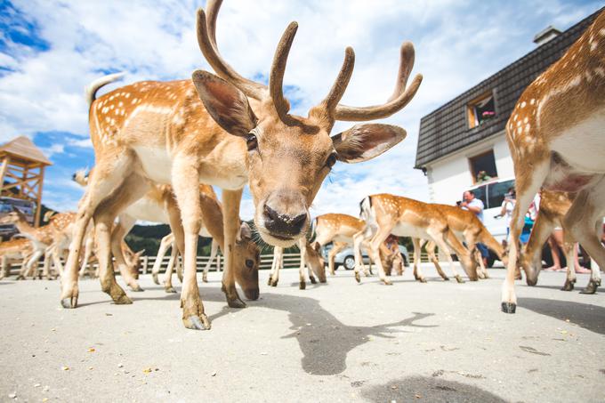 Na domačiji Jelenov greben lahko najprej izkusite vrhunsko kuinarično ponudbo, nato pa nahranite stoglavo čredo jelenov. | Foto: www.slovenia.info/sl