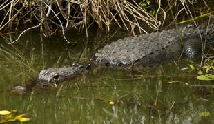 Aligator izpred Disneyjevega hotela odvlekel dveletnega dečka. Truplo je bilo nedotaknjeno.