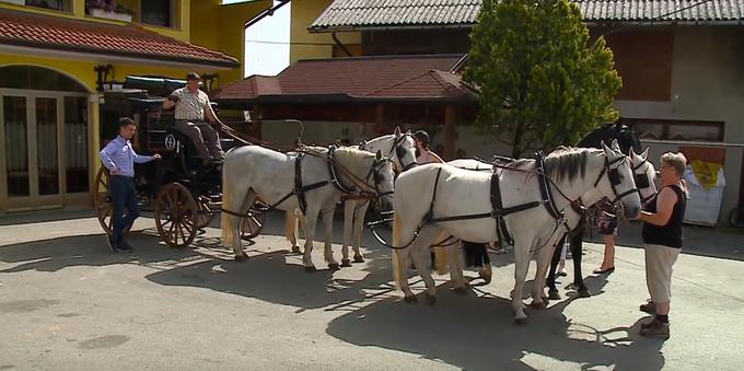 Za skoraj 600 kilometrov dolgo pot so lipicanci pol leta trenirali skoraj vsak dan. | Foto: Planet TV