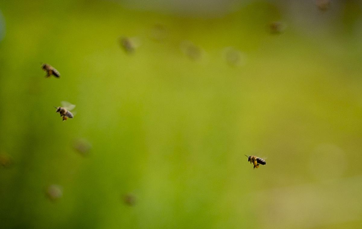 Otvoritev hotela za čebele samotarke | Po nekaterih ocenah čebele s svojim opraševanjem zagotovijo že vsako tretjo žlico hrane, ki jo zaužijemo. | Foto Ana Kovač