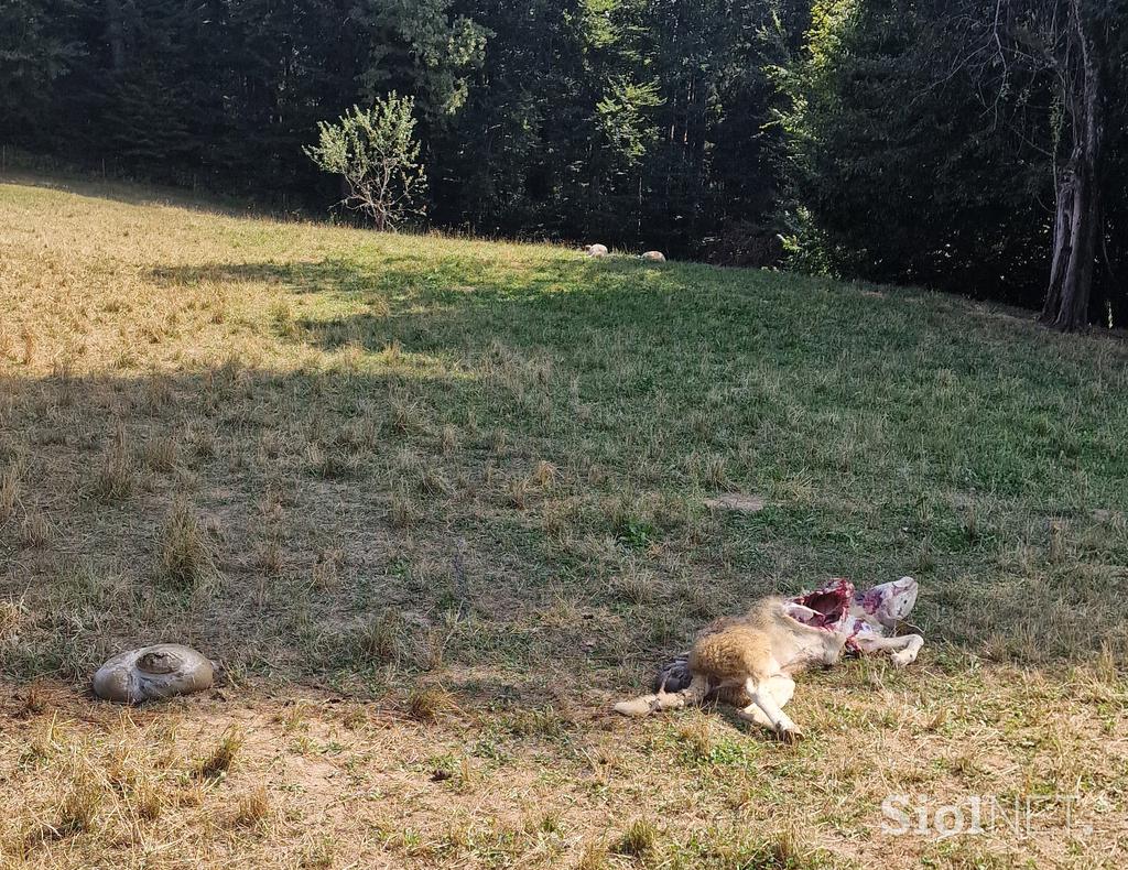 Posledice pokola ovac na Spodnji Dobravi pri Kropi v občini Radovljica