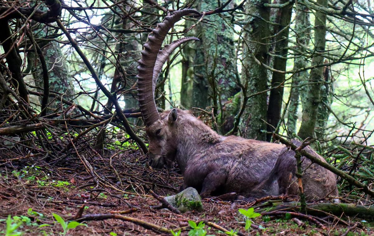 Teichalm Hochlantsch | Na pohodu na Hochlantsch je precejšnja verjetnost, da boste naleteli na kozoroge. | Foto Matej Podgoršek