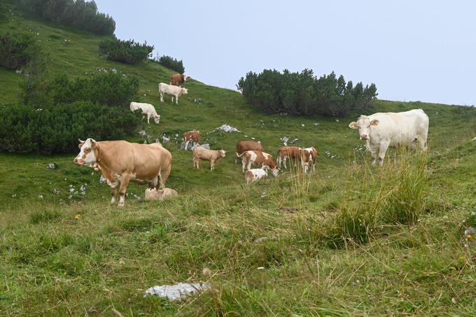 Pot s Šajde je precej samotna. Pod vrhom srečamo krave. | Foto: Matej Podgoršek