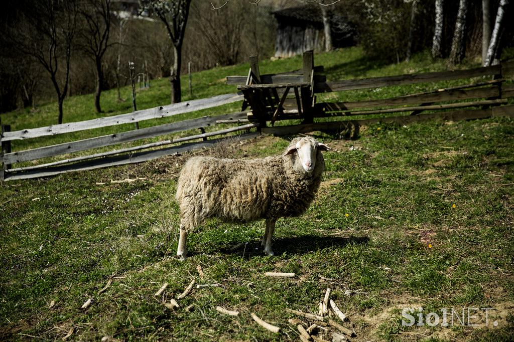 Stanko Valpatič ekološka kmetija vegan veganski izdelki Za naravo Društvo za osvoboditev živali krava veganstvo hrana