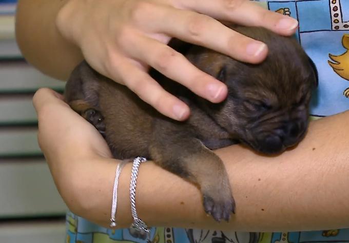 mladič pes kuža Borko | Foto: Planet TV