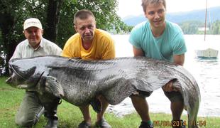 Ribič iz Blejskega jezera potegnil soma velikana (foto)