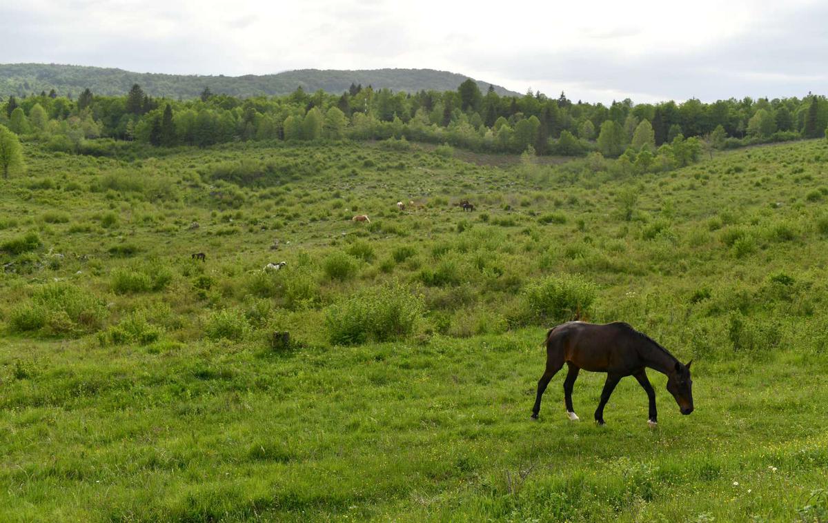 konj | Nesreče v prometu s konji niso prav pogoste. Trk je bil za žival usoden. Fotografija je simbolična. | Foto STA