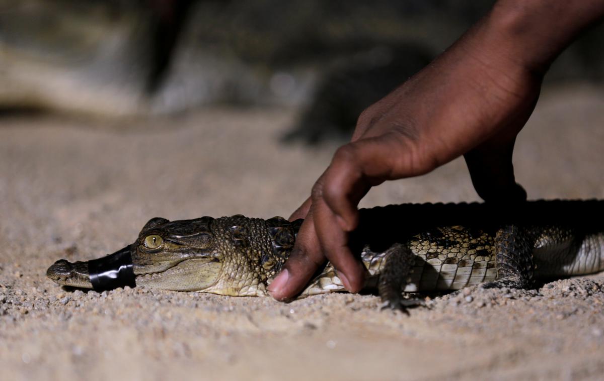 krokodil | Foto Reuters