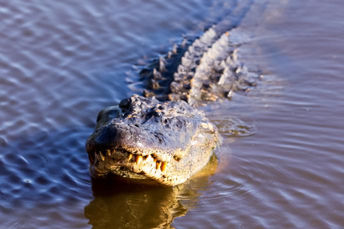 aligator | Ameriški aligator  | Foto Reuters