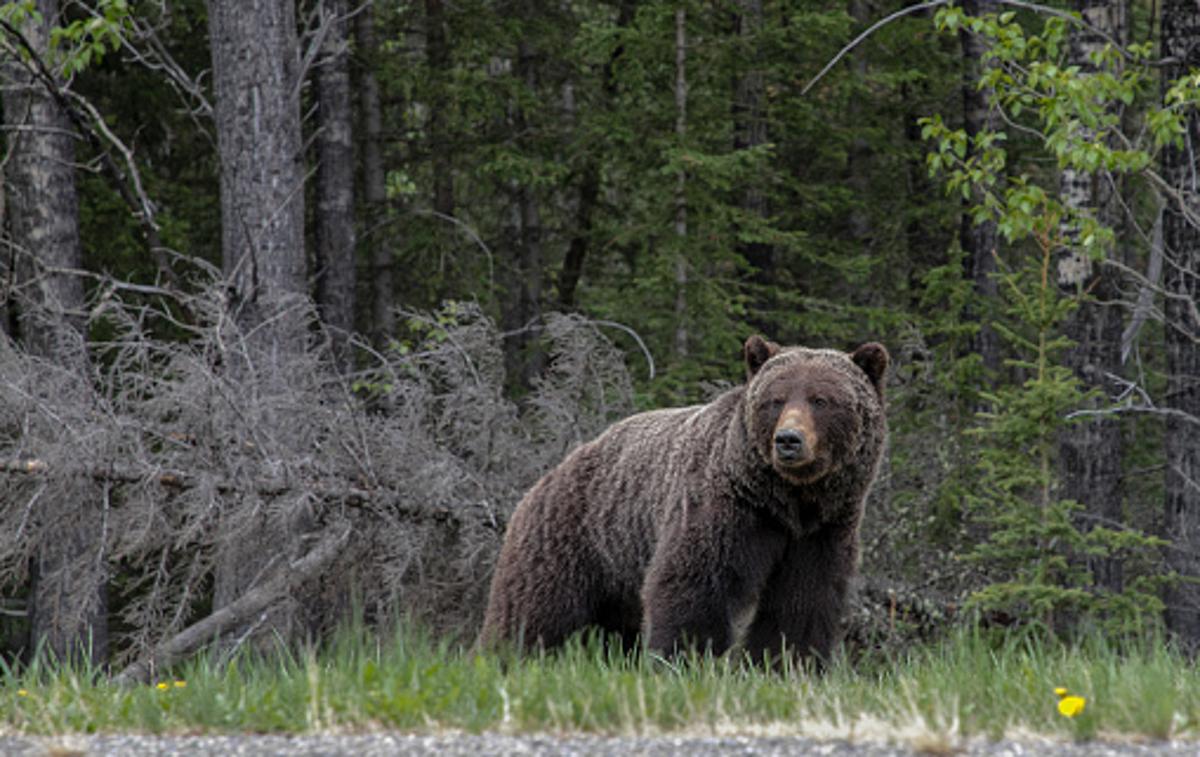 medved | Foto Getty Images