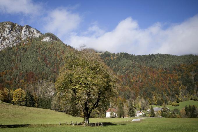 Logarjeva lipa, ki meri 24 metrov, obseg njenega debla pa je 485 centimetrov. | Foto: 