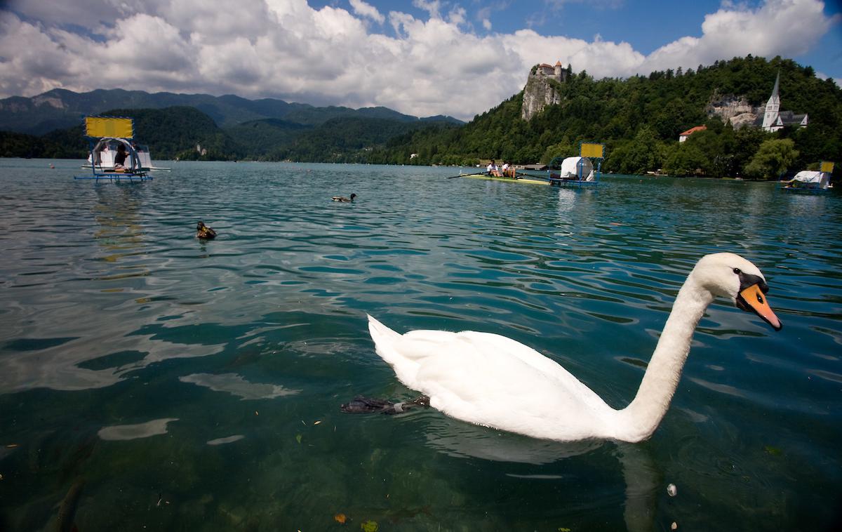 Veslanje Bled | Na Bledu bo konec tedna zelo pestro. | Foto Vid Ponikvar