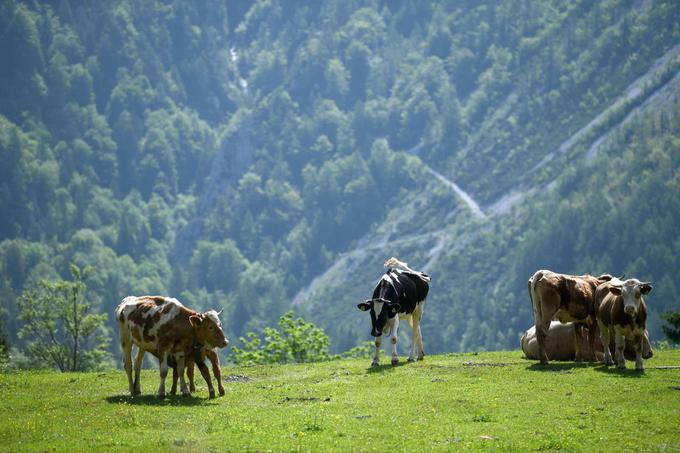 pašnik | Foto: STA