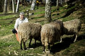 Stanko Valpatič ekološka kmetija vegan veganski izdelki Za naravo Društvo za osvoboditev živali krava veganstvo hrana