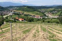 Vinograd Maribor Košaki