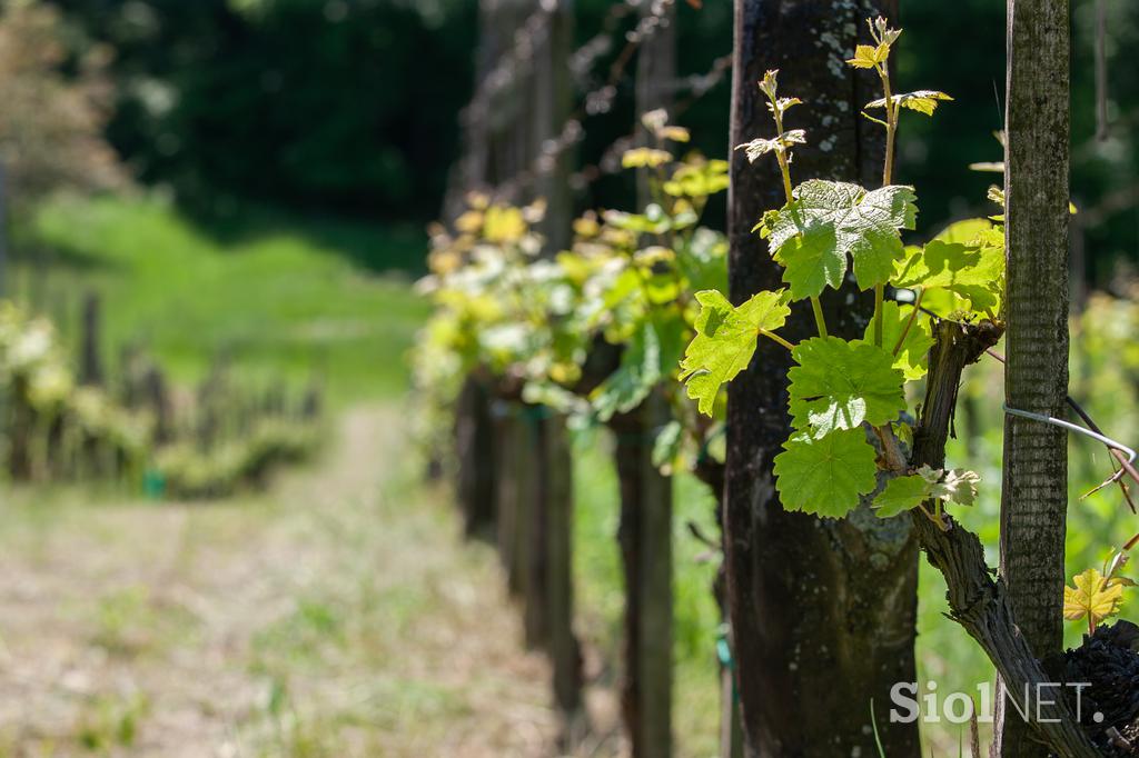 Ekološka kmetija Valentan Vodole Malečnik vino vinograd