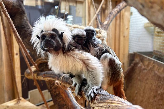 opice |  Populacija beloglavčka (saguinus oedipus) v naravi upada predvsem zaradi krčenja življenjskega prostora in krivolova. | Foto Tropska hiša