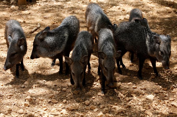 Zaradi pomanjkanja živali pogosto hranijo z živili, ki zanje niso primerna. | Foto: 