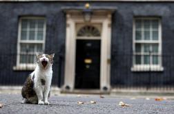 Maček Larry že deset let kraljuje na Downing Streetu