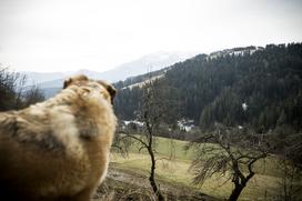 Ekološka kmetija Zvonik Tadej Pačnik Zulejka Javeršek ekokmetija