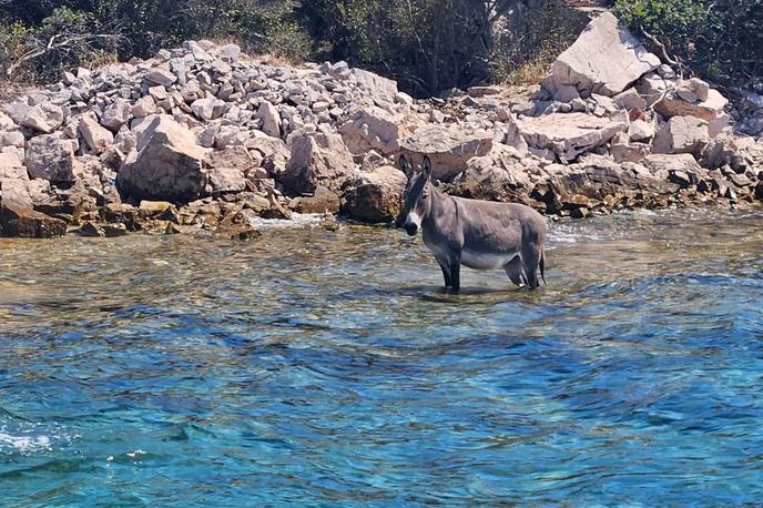 Osliček | Nesrečna žival stoji v morju in ni videti dobro, so društvu sporočili turisti.  | Foto Prijatelji Životinja/FB