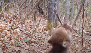 Poglejte, kako štiri tedne star mladič volka vadi tuljenje #video