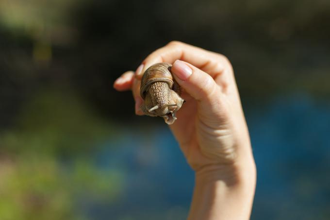 vrtni škodljivci, polži | Foto: Thinkstock