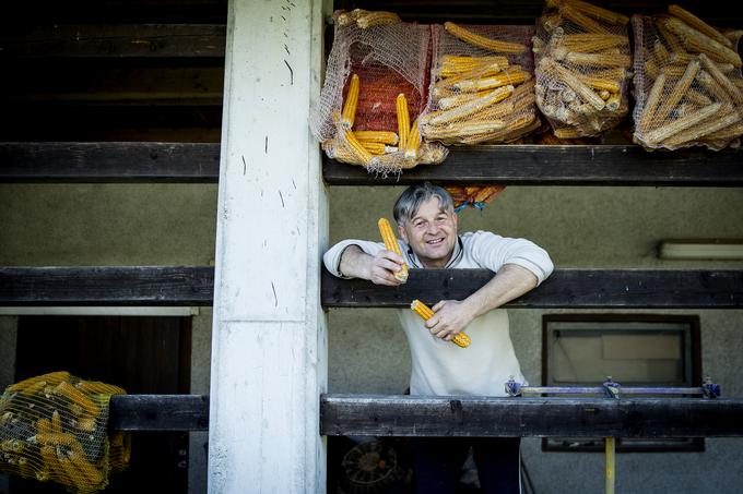 "Stara sorta koruze je zelo dobra tudi, ko je še mlada," pravi Stanko. | Foto: Ana Kovač