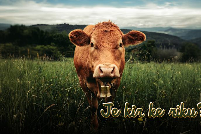 Je kir ke riku | Pohorju se v narečju reče Poharje, tako da ima pridevnik poharska iz podnaslova zgolj geografski pomen. | Foto promocijsko gradivo