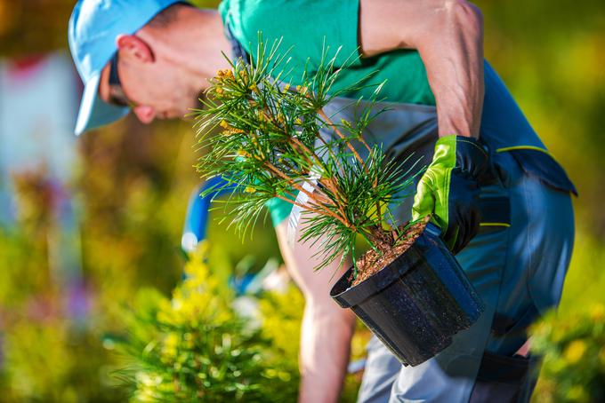 vrtnarjenje | Foto: Thinkstock