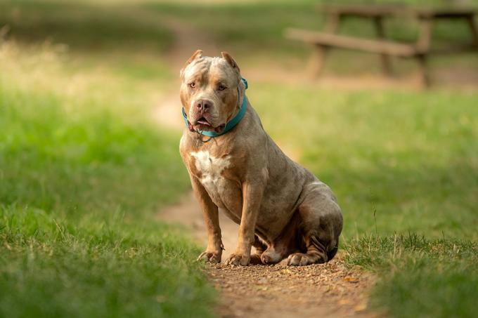 Ameriški bully XL lahko tehta tudi do 60 kilogramov. | Foto: Shutterstock