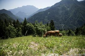 Izletniška kmetija Klemenšek Logarska dolina