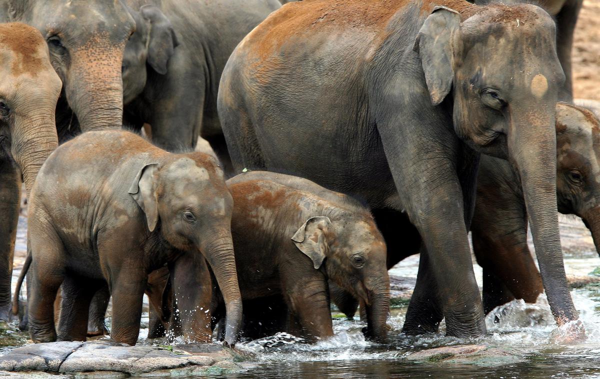 Sloni | Po podatkih nevladne organizacije Save the Elephants so slonji dvojčki redki in predstavljajo le en odstotek rojstev. Še bolj neobičajni pa so dvojčki različnega spola. Slonice pogosto nimajo dovolj mleka za oba mladiča in v divjini morda ne bi preživela, je povedala Reedyjeva. (Fotografija je simbolična.) | Foto Guliverimage