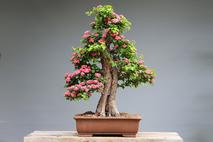 Bonsai