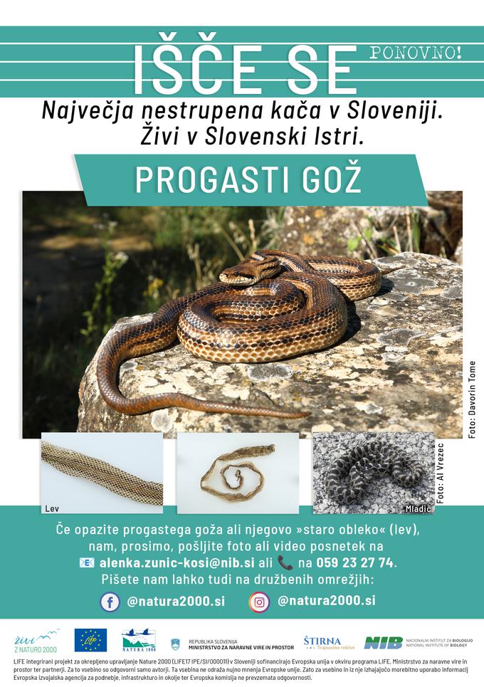 progasti gož | Foto: 