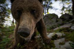 Miha Mlakar, gostinec, ki z medvedjim fotosafarijem privablja turiste v Loško dolino  #foto #video