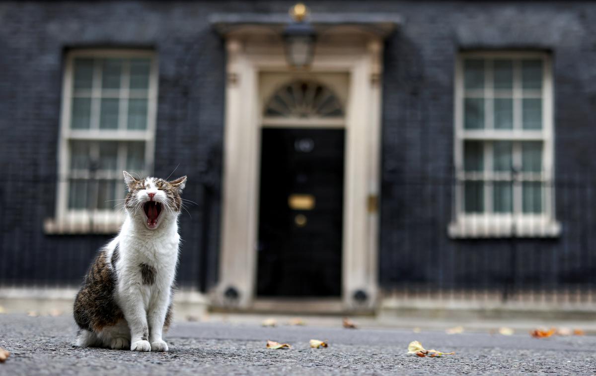 Maček Larry | Foto Reuters