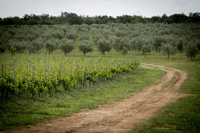 Monte Rosso, Istra | Foto: Ana Kovač