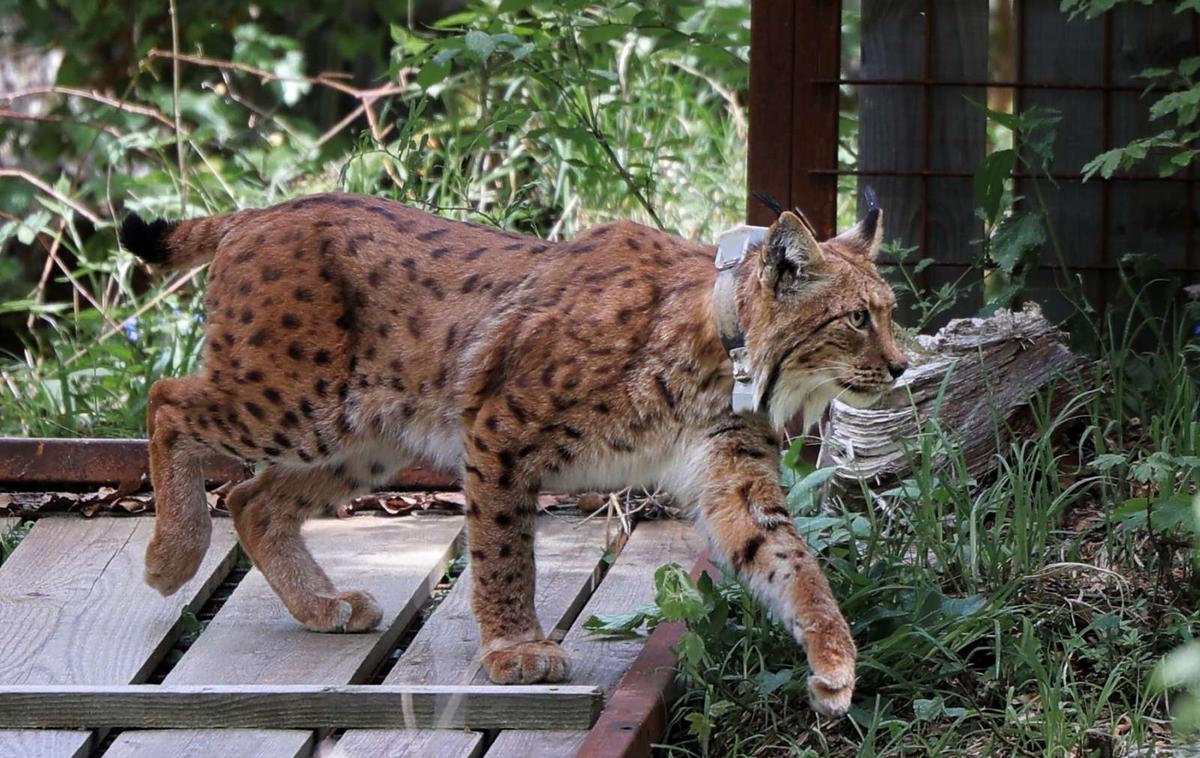 ris | V okviru projekta LIFE Lynx so do zdaj v naravo izpustili 14 risov, in sicer štiri na Hrvaškem in deset v Sloveniji. | Foto STA