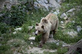 Živali v ljubljanskem živalskem vrtu se hladijo s sladoledom