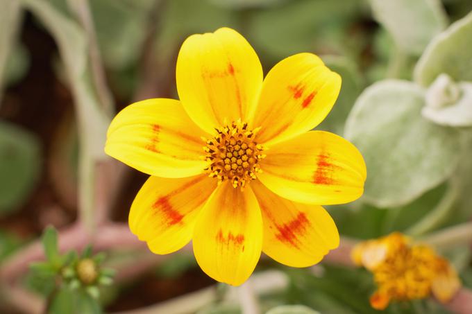 Če rastline ves dan stojijo na sončnem mestu, morajo res dobro prenašati sonce. Med te uvrščamo tudi bidens. | Foto: 