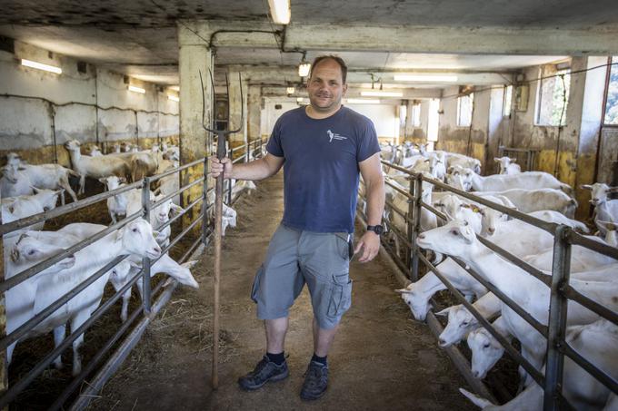 "Znotraj mojega kmetovanja je več poslov. Eno je prireja mleka, drugo pa je lahko razmnoževanje živali z vrhunskimi lastnostmi za prirejo mleka." | Foto: Bojan Puhek