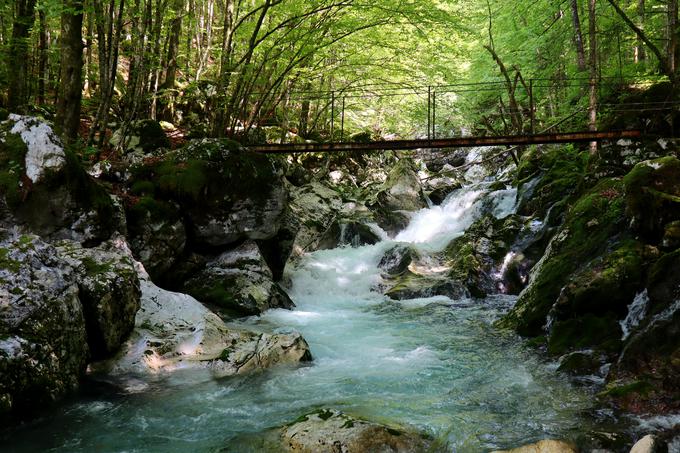 Sprehod po Šunikovem vodnem gaju | Foto: Matej Podgoršek