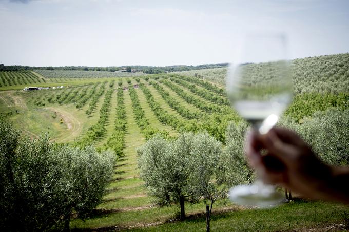 Monte Rosso, Istra | Foto: Ana Kovač